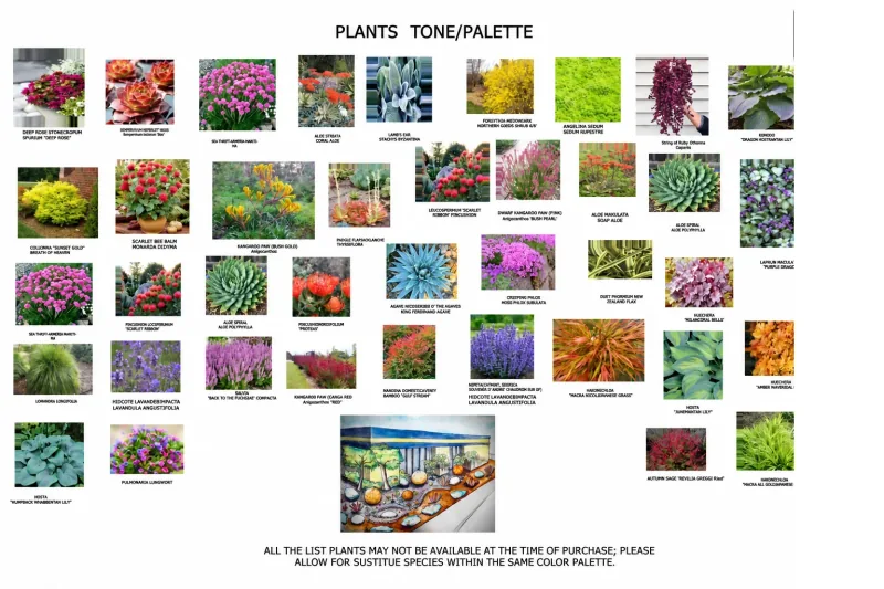 A plant palette sheet with photographs, plant labels, and a landscape concept illustration.